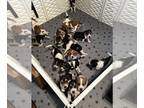 Beagle PUPPY FOR SALE ADN-844515 - Beagle Puppies