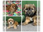 Shorkie Tzu PUPPY FOR SALE ADN-844567 - Beautiful Shorkies