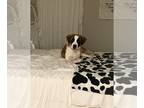 Saint Bernard PUPPY FOR SALE ADN-844530 - Purebred eight month old St Bernard