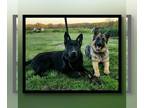 German Shepherd Dog PUPPY FOR SALE ADN-844472 - AKC Czech Working German