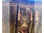 Doberman Pinscher PUPPY FOR SALE ADN-844442 - Doberman Puppies available now