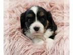 Bernese Mountain Dog-Cavalier King Charles Spaniel Mix PUPPY FOR SALE ADN-844418