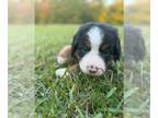 Bernese Mountain Dog PUPPY FOR SALE ADN-844415 - AKC Bernese Mountain Dog