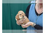 Cocker Spaniel PUPPY FOR SALE ADN-844412 - Cocker Spaniel Puppies