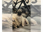 Pug PUPPY FOR SALE ADN-844587 - Trouble the Pug