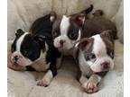 Boston Terrier PUPPY FOR SALE ADN-844569 - Adorable Boston Terrier Puppies