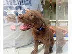 Labrador Retriever PUPPY FOR SALE ADN-844564 - AKC Labrador Puppy