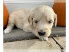 Goldendoodle PUPPY FOR SALE ADN-844499 - F1 Standard Goldendoodle