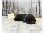 Labrador Retriever PUPPY FOR SALE ADN-844491 - AKC Labradors