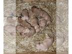 Golden Retriever PUPPY FOR SALE ADN-844490 - Golden retriever puppies