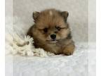 Pomeranian PUPPY FOR SALE ADN-844453 - Chocolate Chip