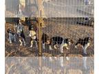 English Springer Spaniel PUPPY FOR SALE ADN-844451 - Bella and Macho