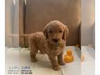 Goldendoodle PUPPY FOR SALE ADN-844449 - F2 Goldendoodle 7 puppies available 3
