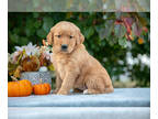 Golden Retriever PUPPY FOR SALE ADN-844440 - Gorgeous AKC Golden Retriever