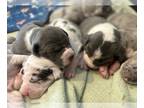 Great Dane PUPPY FOR SALE ADN-844411 - Part European Dane pups