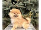 Pomeranian PUPPY FOR SALE ADN-844598 - Rowan