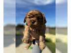 Cavalier King Charles Spaniel PUPPY FOR SALE ADN-844568 - AKC Ruby Colored King