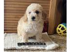 Bichon Frise PUPPY FOR SALE ADN-844565 - Poochon Puppy Female