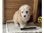 Bichon Frise PUPPY FOR SALE ADN-844563 - Poochon Puppy Female