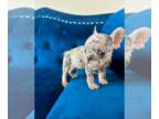 French Bulldog PUPPY FOR SALE ADN-844556 - Blue Merle MICRO Male
