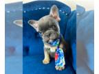 French Bulldog PUPPY FOR SALE ADN-844555 - LILAC Tan Tri English Bulldog
