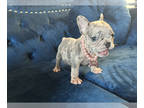 French Bulldog PUPPY FOR SALE ADN-844552 - LILAC MERLE FEMALE