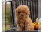 Cavapoo PUPPY FOR SALE ADN-844547 - Cavapoo