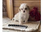 Shih Tzu PUPPY FOR SALE ADN-844538 - Cava Tzu Puppy Male
