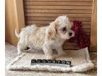 Shih Tzu PUPPY FOR SALE ADN-844535 - Cava Tzu Puppy Male