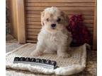 Shih Tzu PUPPY FOR SALE ADN-844533 - Cava Tzu Puppy Male