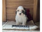 Shih Tzu PUPPY FOR SALE ADN-844532 - Cava Tzu Puppy Male