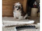 Shih Tzu PUPPY FOR SALE ADN-844531 - Cava Tzu Puppy Female
