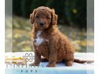 Goldendoodle (Miniature) PUPPY FOR SALE ADN-844528 - f1bb Mini Goldendoodle