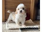 Shih Tzu PUPPY FOR SALE ADN-844527 - Cava Tzu Puppy Female