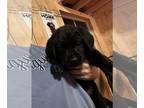 Labrador Retriever PUPPY FOR SALE ADN-844517 - English Labrador retrievers Black