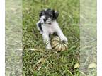 Schnauzer (Miniature) PUPPY FOR SALE ADN-844497 - Chewy