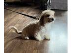 Cavachon PUPPY FOR SALE ADN-844495 - Mini Cavapoochon Puppy Male