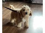 Cavachon PUPPY FOR SALE ADN-844494 - Mini Cavapoochon Puppy Male