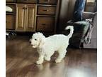 Cavachon PUPPY FOR SALE ADN-844492 - Mini Cavapoochon Puppy Male