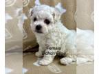 Bichon Frise PUPPY FOR SALE ADN-844470 - Sassy
