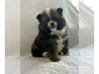 Pomeranian PUPPY FOR SALE ADN-844454 - Baby Chocloates