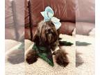 Soft Coated Wheaten Terrier PUPPY FOR SALE ADN-844452 - Soft Coated Wheaten