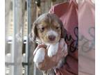 Beagle PUPPY FOR SALE ADN-844450 - Male beagle pup