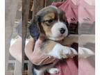 Beagle PUPPY FOR SALE ADN-844446 - Female beagle pup