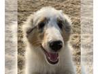 Shetland Sheepdog PUPPY FOR SALE ADN-844444 - Blue merle female