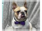 French Bulldog PUPPY FOR SALE ADN-844441 - Cheeto
