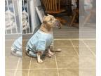 American Bully PUPPY FOR SALE ADN-844439 - Ella