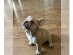 French Bulldog PUPPY FOR SALE ADN-844436 - French Bulldog Puppy