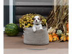Pembroke Welsh Corgi PUPPY FOR SALE ADN-844432 - Corgis
