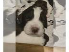 Brittany PUPPY FOR SALE ADN-844427 - Brittany
